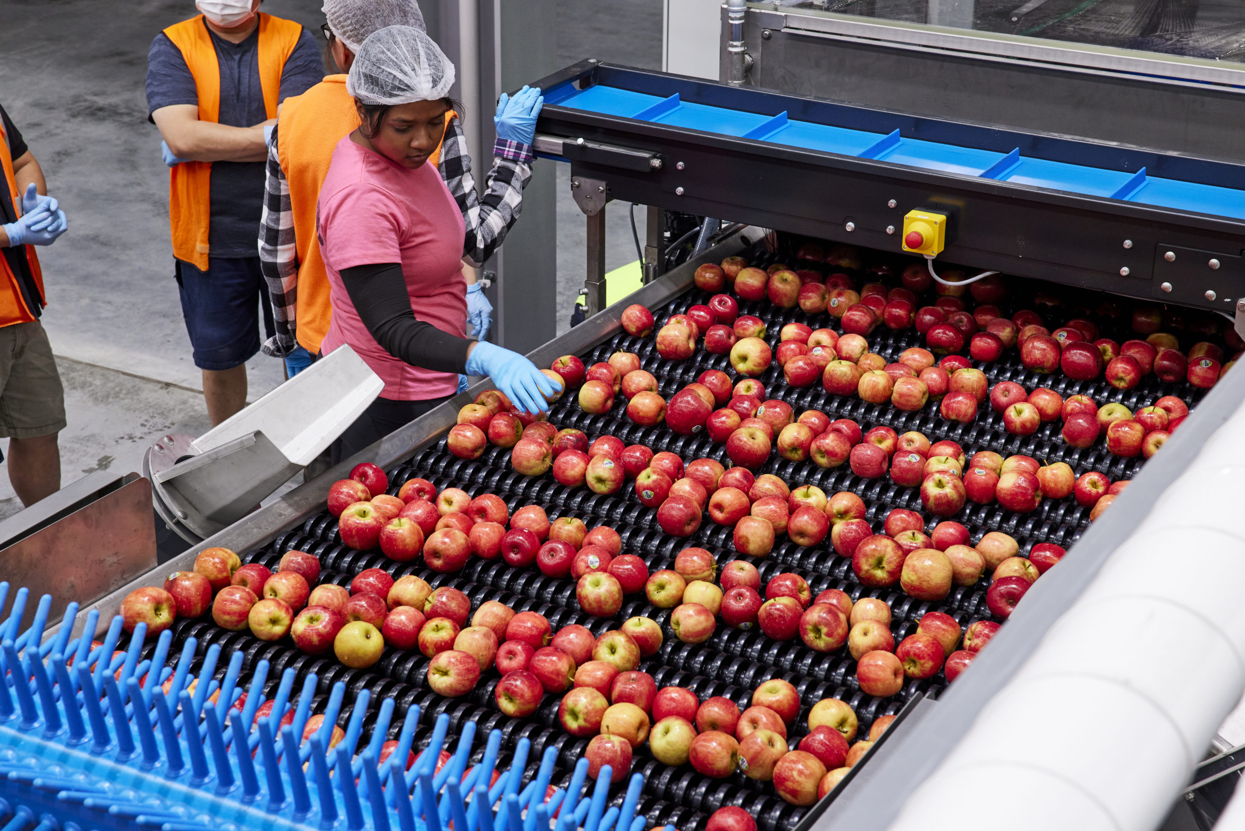 Apple & Stone fruit grading